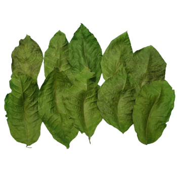 Walnuss-Blätter (10 Stück)
