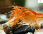 Preview: Cambarellusfeed CPO / Zwergkrebsfutter (30g)
