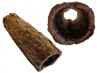 Seemandelbaum-Rindenröhre XL (Welshöhle)