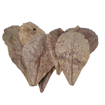 Seemandelbaumblätter L (20-25cm)