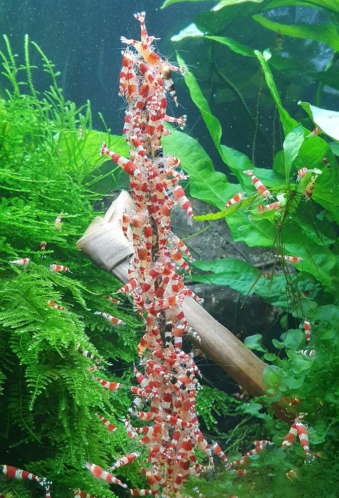 Shrimp-Lollies Deutschland Mix 30 Stück + Halter - Garnelen Futterstangen Mit Blütenpollen